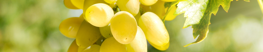 "VIVA Sustainable wine" in 10 key points